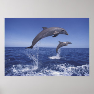 Poster Caraïbes, dauphins à gros nez