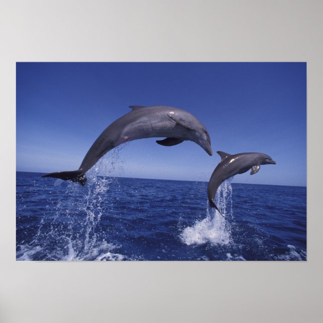 Poster Caraïbes, dauphins de Bottlenose Tursiops 7 (Devant)