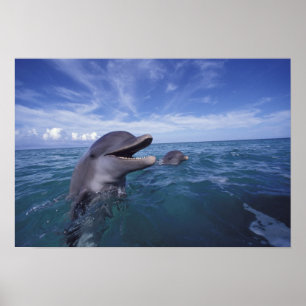 Poster Caraïbes, Grand dauphin