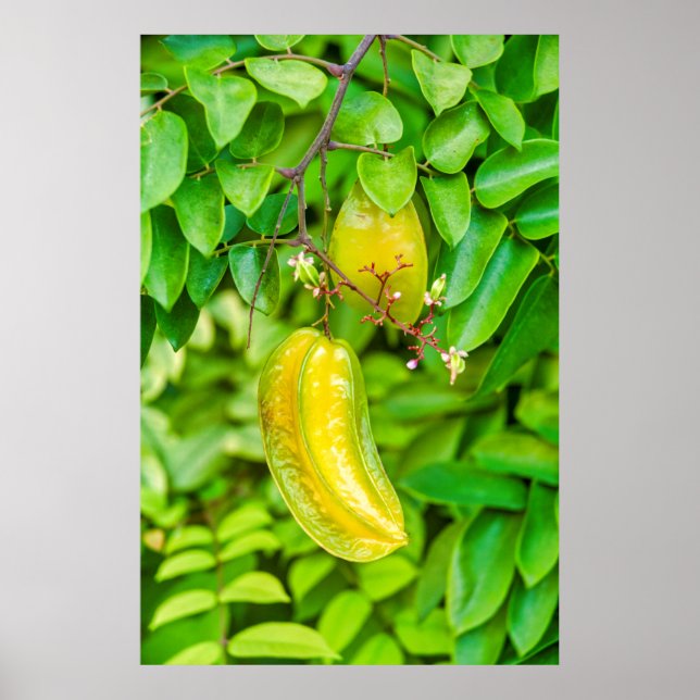 Poster Carambola (Devant)