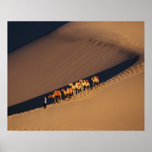 Poster Caravane de chameaux dans le désert, Dunhuang, Gan