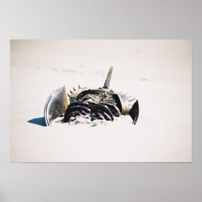 Poster Carb de fer à cheval (Devant)