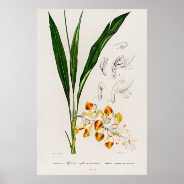 Poster Cardamome naine (Alpinia nutans) (Devant)