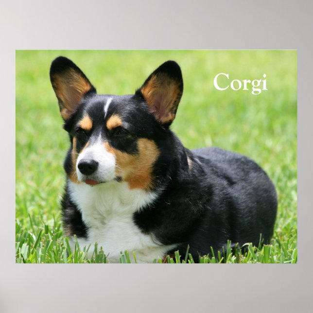 Poster Cardigan Welsh Corgi (Devant)