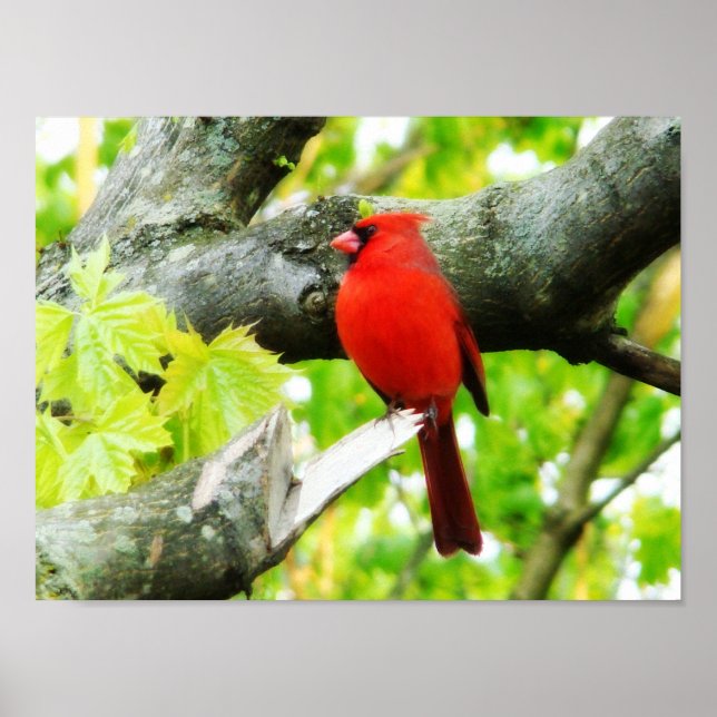 Poster Cardinal (Devant)