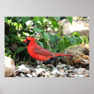 Poster Cardinal