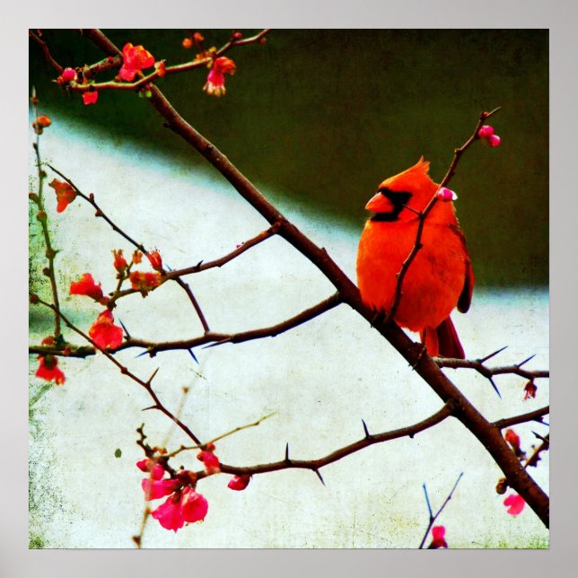 Poster Cardinal (Devant)