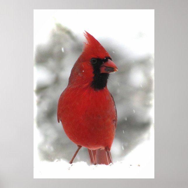 Poster Cardinal (Devant)