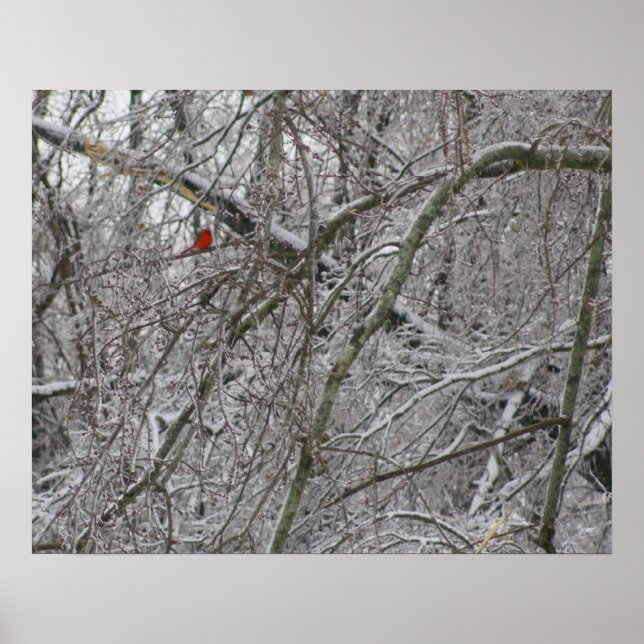 Poster Cardinal (Devant)