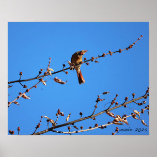 Poster Cardinal