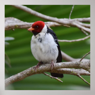 Poster Cardinal à bec jaune dans un arbre