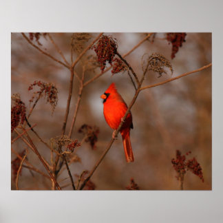 Poster Cardinal américain