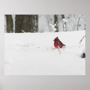 Poster Cardinal Bird in the Winter Snow Photo