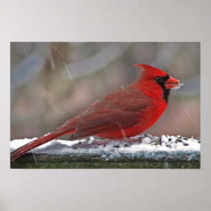Poster Cardinal dans la neige
