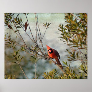 Poster Cardinal de Wax Myrtle