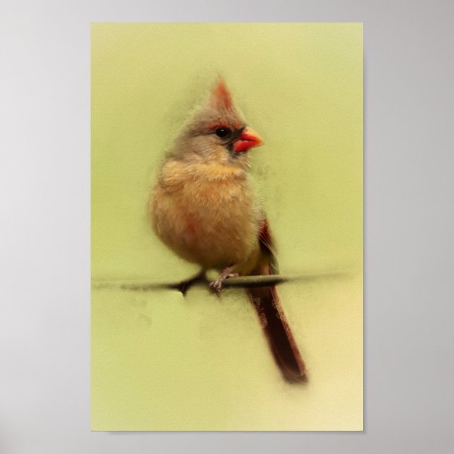 Poster Cardinal des femmes (Devant)