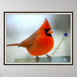 Poster Cardinal des oiseaux rouges