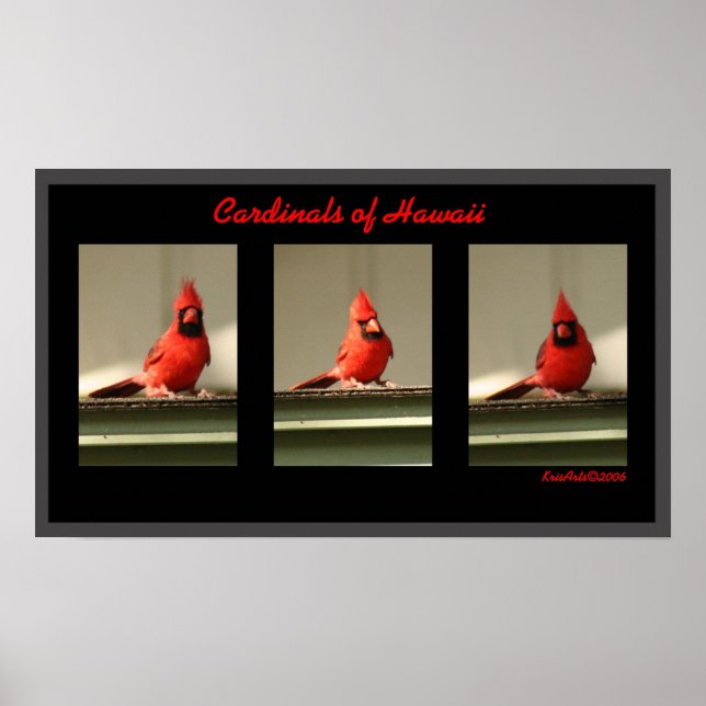 Poster Cardinal D'Hawaï (Devant)