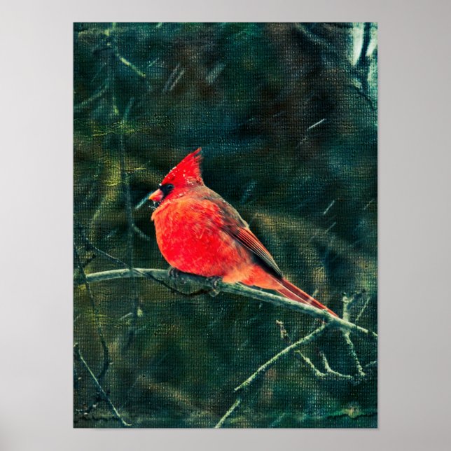 Poster Cardinal d'hiver en tempête de neige - Amélioré (Devant)