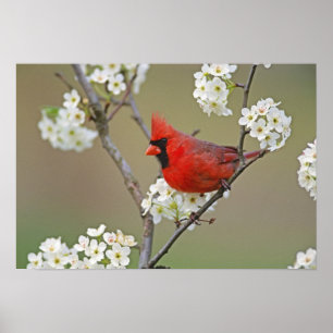 Poster Cardinal du Nord