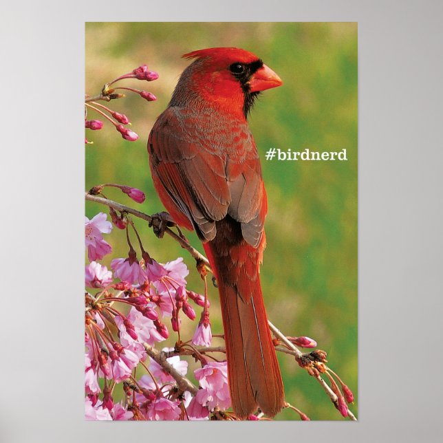Poster Cardinal du Nord (Devant)
