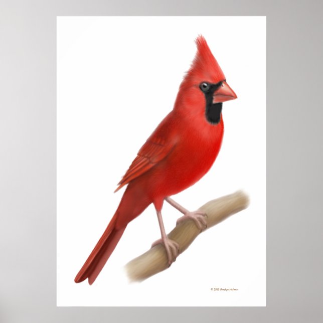 Poster Cardinal du Nord - Oiseau rouge Imprimer (Devant)