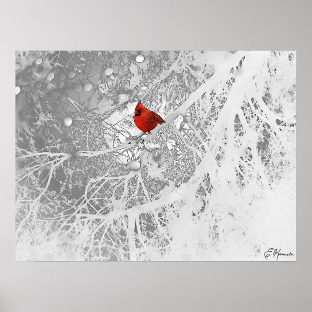 Poster Cardinal en hiver (Devant)