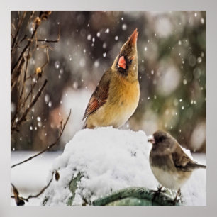 Poster Cardinal Et Bruant Dans La Neige