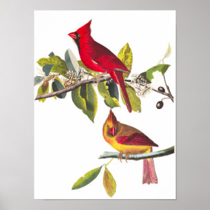 Poster Cardinal Grosbeak par John James Audubon