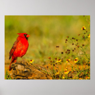 Poster Cardinal mâle sur une bûche