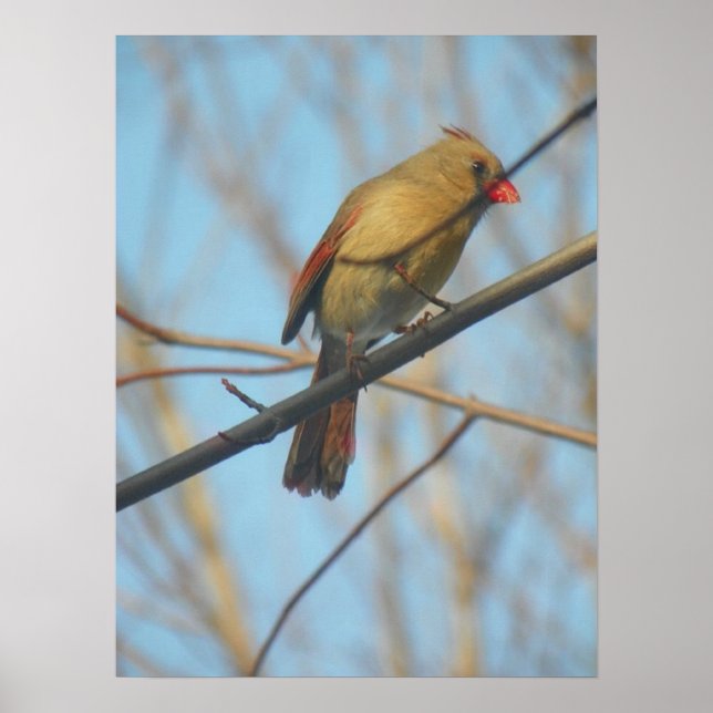Poster Cardinal/Oiseau féminin (Devant)