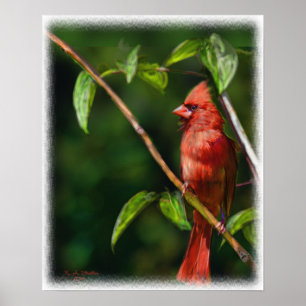 Poster Cardinal rouge