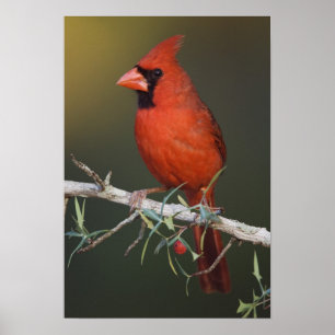 Poster Cardinal rouge, Cardinalis cardinalis, mâle
