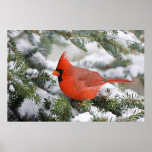 Poster Cardinal rouge dans un sapin baumier en hiver