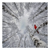 Cardinal rouge dans une forêt de bouleaux blancs h