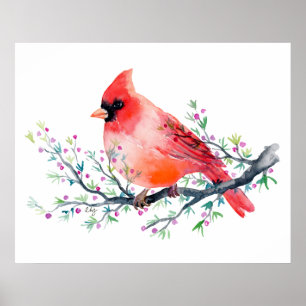Poster Cardinal rouge d'aquarelle sur la branche de baie