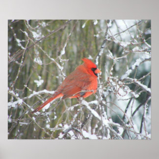 Poster Cardinal rouge en hiver