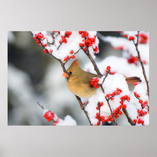 Poster Cardinal rouge femelle sur Ilex verticillé