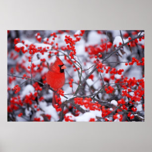 Poster Cardinal rouge mâle, Hiver, IL
