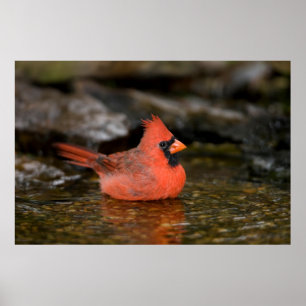 Poster Cardinal rouge mâle se baignant