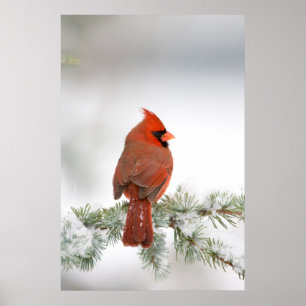 Poster Cardinal rouge mâle sur Cèdre de l'Atlas bleu