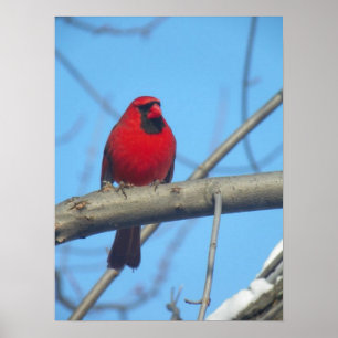 Poster Cardinal Rouge/Oiseau