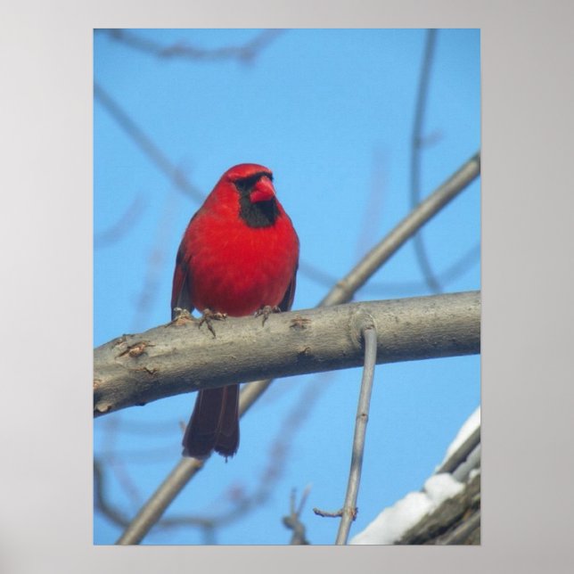 Poster Cardinal Rouge/Oiseau (Devant)