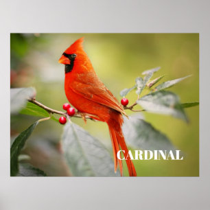 Poster Cardinal rouge perché dans un arbre