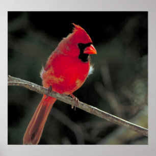 Poster Cardinal rouge perché sur une branche d'arbre