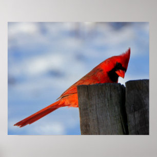 Poster Cardinal rouge sur la souche en bois