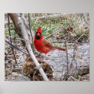 Poster Cardinal vibrant