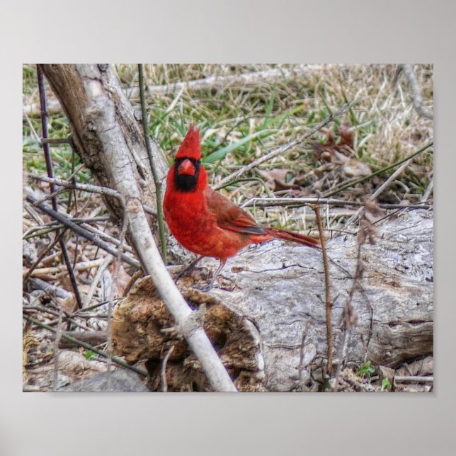 Poster Cardinal vibrant (Devant)