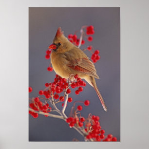 Poster Cardinalis nordique femelle parmi les aubépines