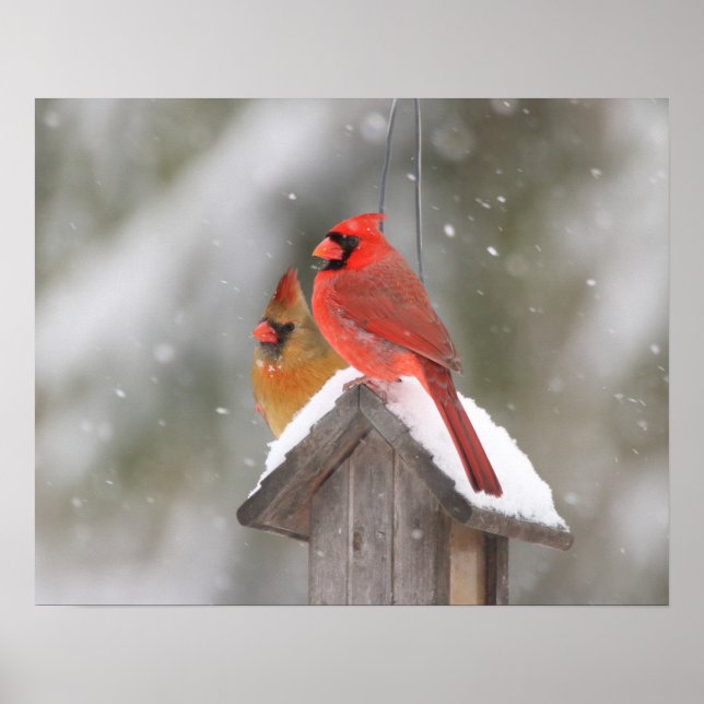 Poster Cardinaux du Nord en neige (Devant)